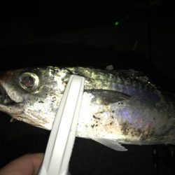 今シーズン初の大サバ！