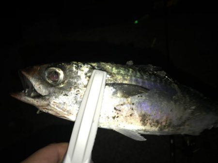 今シーズン初の大サバ！