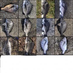 イチノ兄弟、釣果！