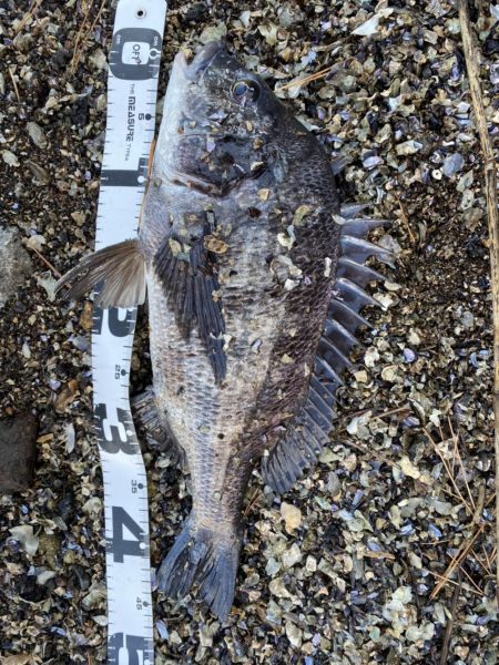 イチノ兄弟、釣果！