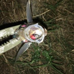 廻りが釣れているのに…