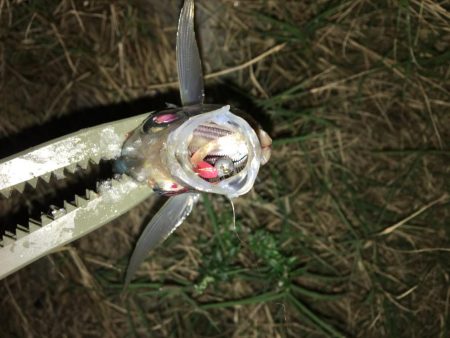 廻りが釣れているのに…