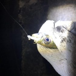 シーバスとアジング