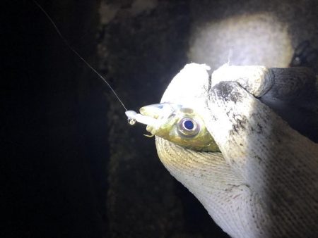 シーバスとアジング