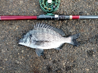 チンタでも満足