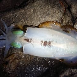 朝マズメ狙いエギング