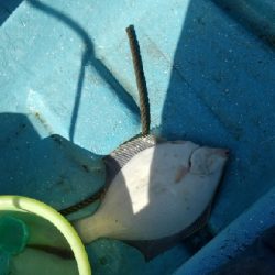 サビキ釣り撃沈