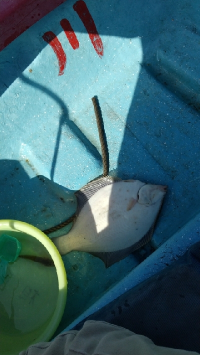 サビキ釣り撃沈