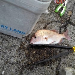 11/23釣果真鯛尺アジヘダイ