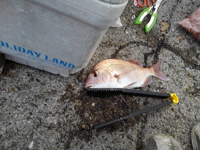 11/23釣果真鯛尺アジヘダイ