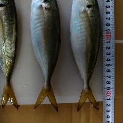 タチウオのちアジング