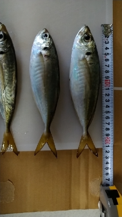 タチウオのちアジング