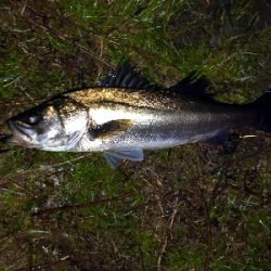 朝マズメボイル打ち