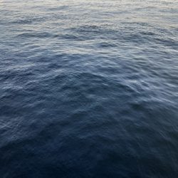 いつまでアジ&サバ