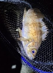 フロートアジング