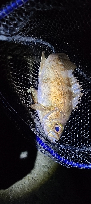 フロートアジング