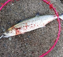 ハマチや〜い！