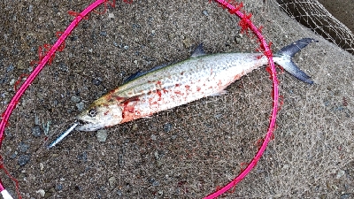 ハマチや〜い！