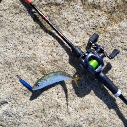 淀川でサバラッシュ