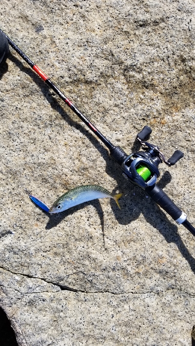 淀川でサバラッシュ