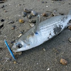 人生初ヒラメフィッシュ！！！！