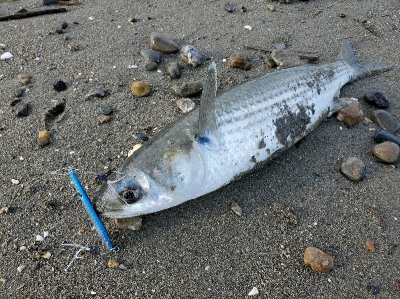 人生初ヒラメフィッシュ！！！！