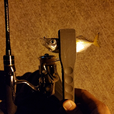 アジポンポン？