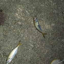 爆風で沈黙のシーバスと。