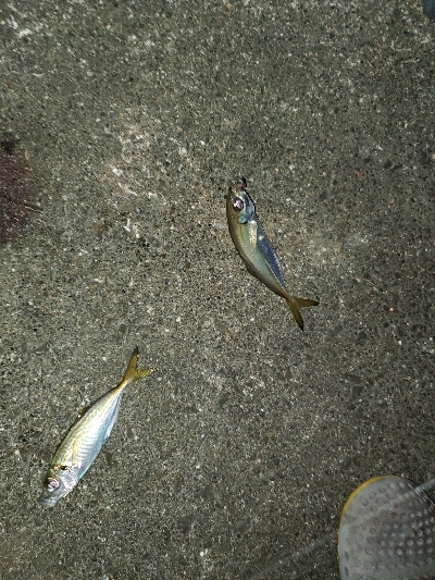 爆風で沈黙のシーバスと。