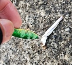 サバとシーバス