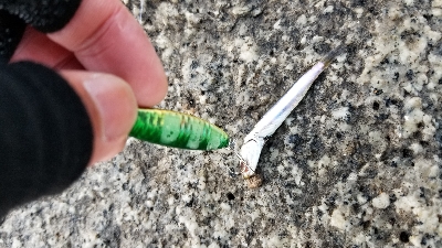 サバとシーバス