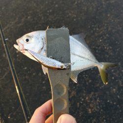 水面メッキポンポン?