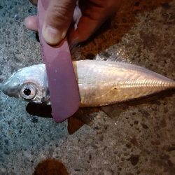 もうアジしか狙わん