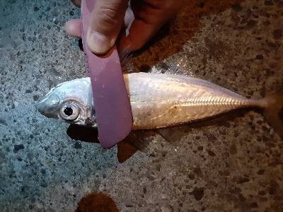 もうアジしか狙わん