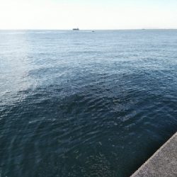 初沖堤色々釣り