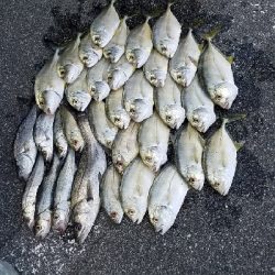 またまたメッキ狙い