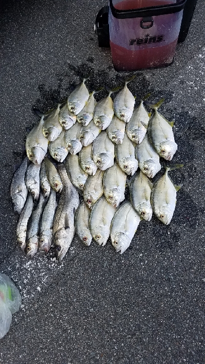 またまたメッキ狙い