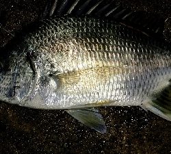 仕事帰りの部活動