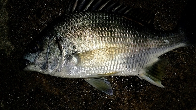 仕事帰りの部活動