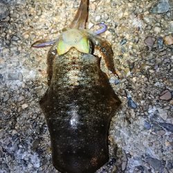 仕事終わりエギング