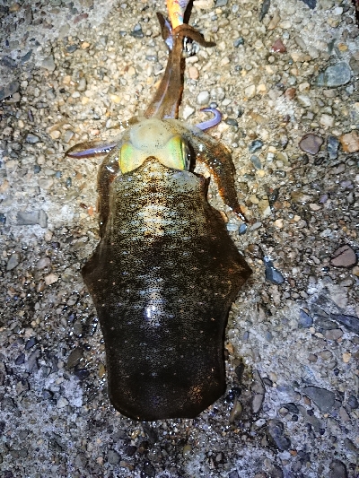 仕事終わりエギング