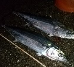 やっと来た青物