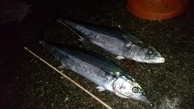 やっと来た青物