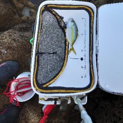 勝浦山成でグレ釣り