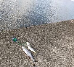 やっとハマチ～！