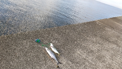 やっとハマチ～！