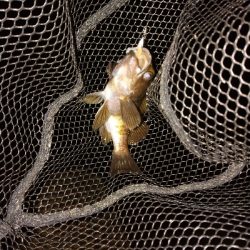 ヒイカのちメバル