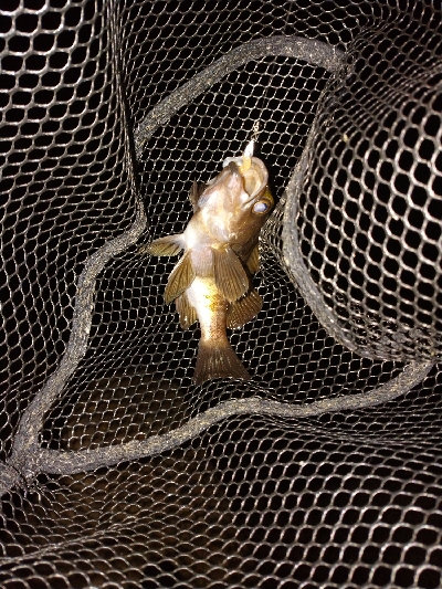 ヒイカのちメバル