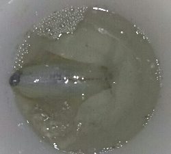 あっヤエンロッド&リール忘れた‼