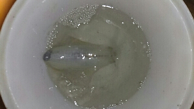 あっヤエンロッド＆リール忘れた‼